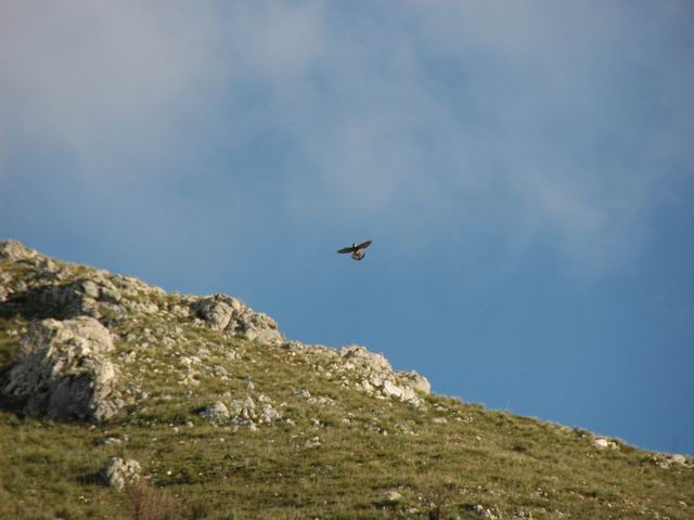 quasi certamente Gheppio (Falco tinnunculus)